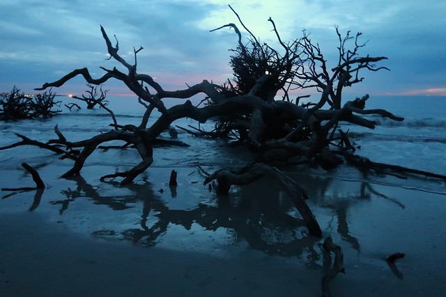 driftwood beach, the blue hour