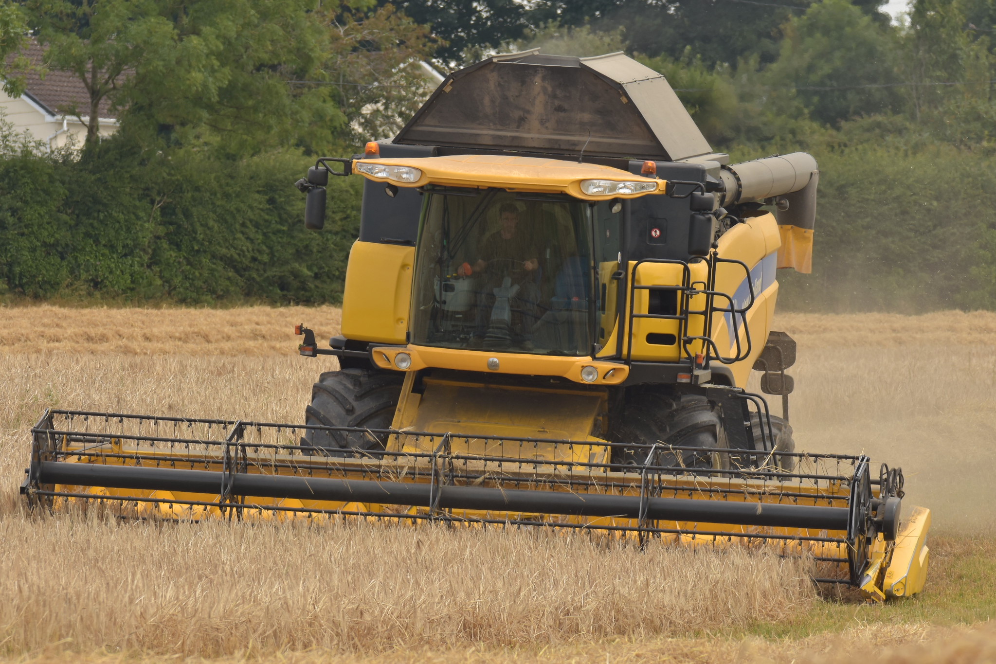 New Holland CX 8080 Combine Harvester cutting Winter Barley