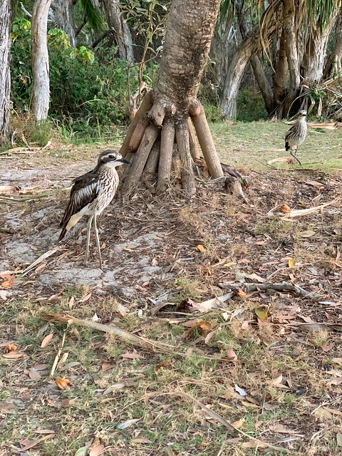 Bush Stone-curlews