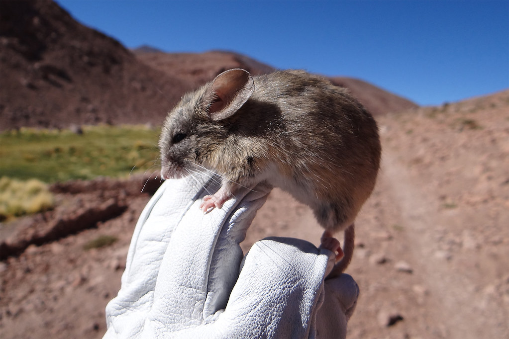 科學家前往智利阿他加馬高原（Atacama Plateau）遠征，發現嚙齒類動物能夠在超過6000多公尺海拔的險惡環境存活。圖片來源：Marcial Quiroga-Carmona／內布拉斯加大學林肯分校
