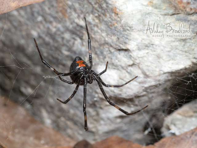 Young Widow