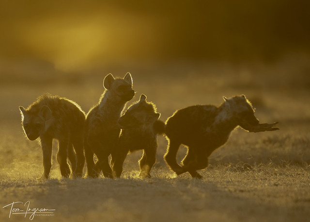 Spotted hyena cubs backlit at den