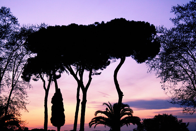 Tree Silhouettes - Rome, Italy.
