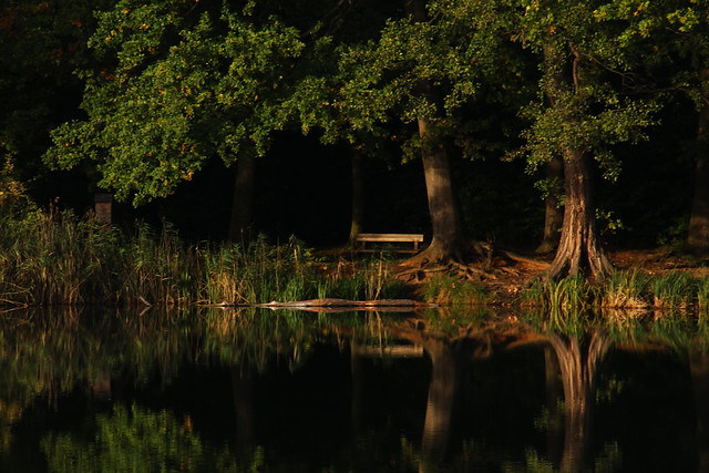 Leśnica forest lake , Wrocław 🇵🇱 23.10.2023