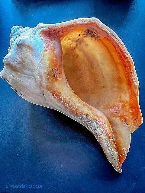 Horse Conch Seashell (Triplofusus giganteus)