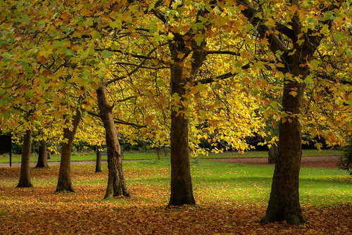 haydenhillpark westmidlands uk england autumn 2023 landscape outdoor fall leaves trees green golden beauty photoshopelements2023 nikond750fxfullframe d750 fx fullframe nikon80400mmafsg4563ed