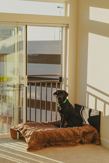 Black labrador dog sitting on a dog bed, looking out the window in a high rise apartment