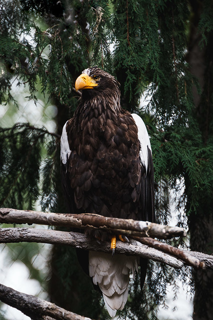 Eagle at Woodland zoo !!