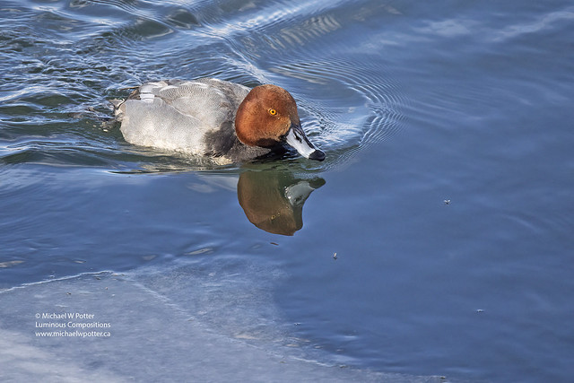 Redhead (duck) male feeding on insects on water, ice