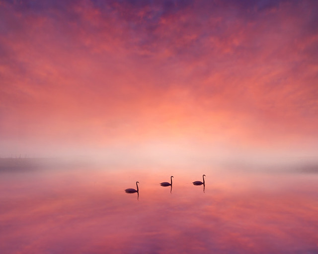 Swans in Red Mists
