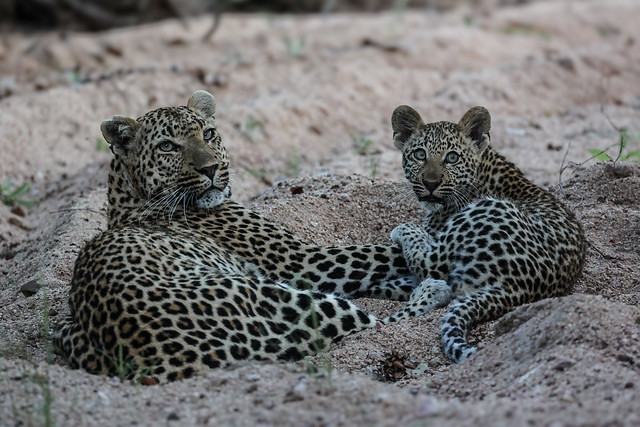 Leopard and cub, Sabi Sand
