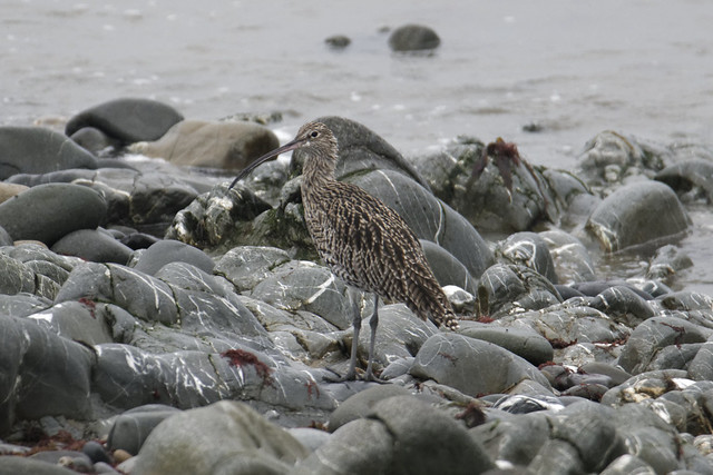 Louth Curlew