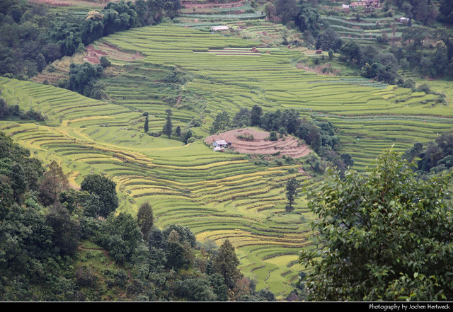 Rice terraces, Nagarkot, Nepal