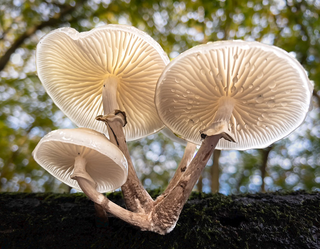 Burnham Beeches fungi 5