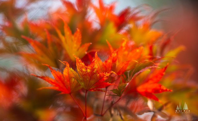 Red Leaves Flourish Canon 200mm 1.8