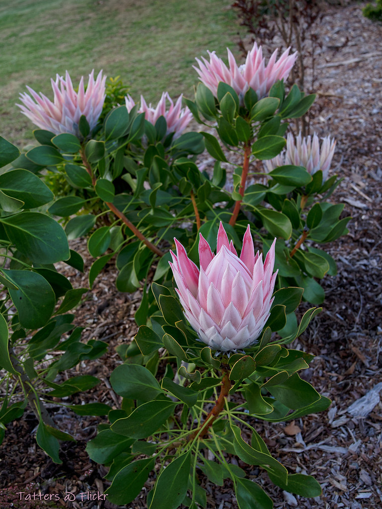 Protea Pink King