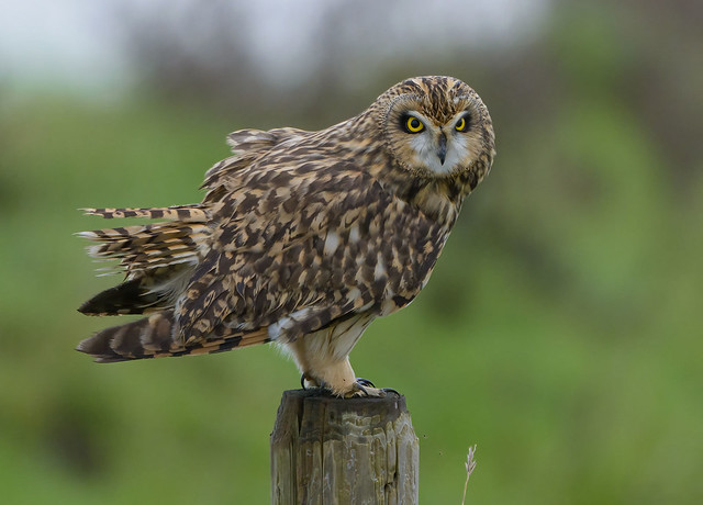 Short-eared Owl, Velduil