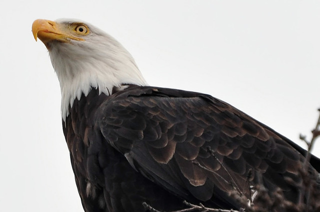 2015-10-06 Bald Eagle (11) (1024x680)