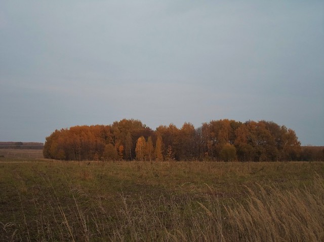 Islet in the autumn field