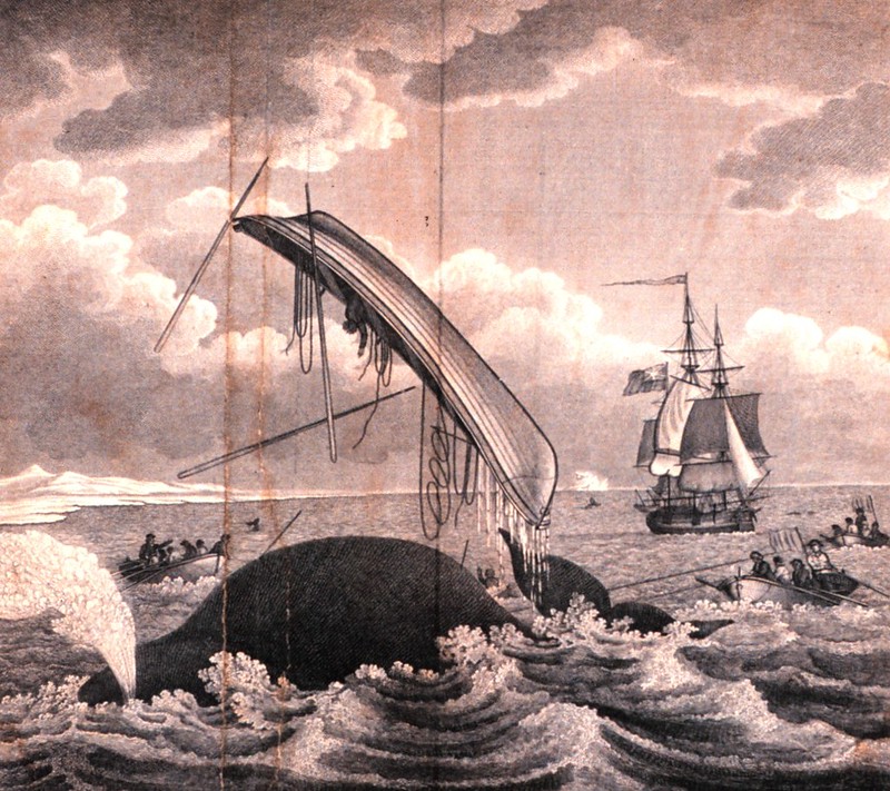 essex Whaling-dangers_of_the_whale_fishery