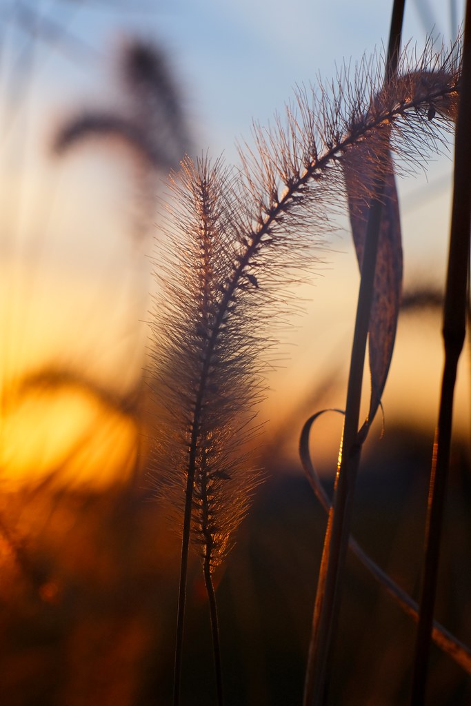 sunset, timothy grass