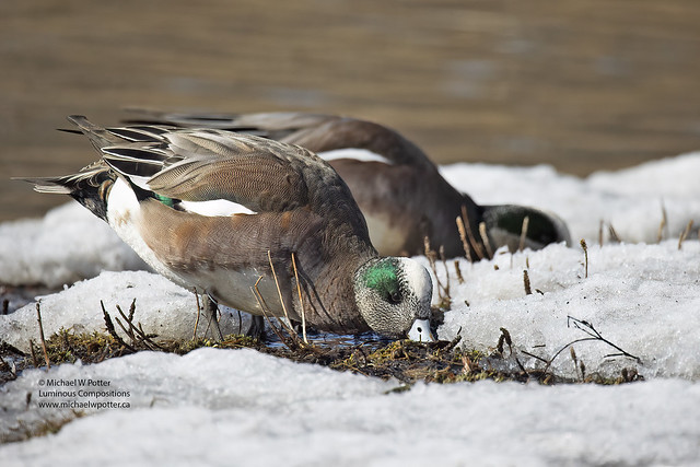 American Wigeon two males feeding among snow