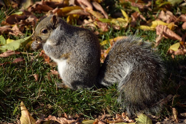 November Squirrel ️💛✨