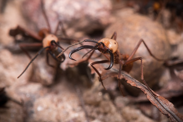 Army ant soldiers (Eciton sp)