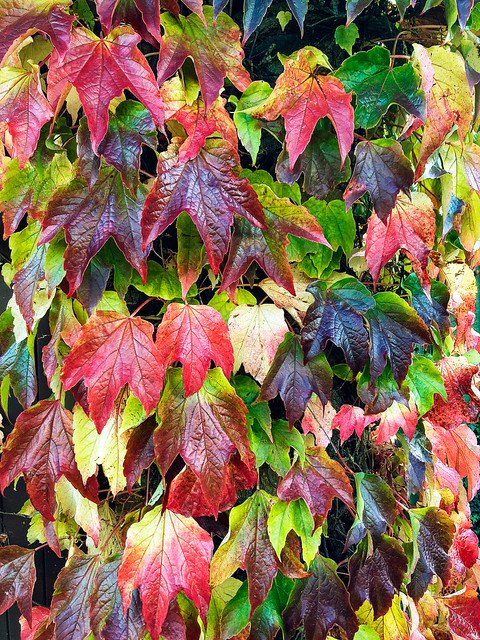 Autumn ivy Todenham