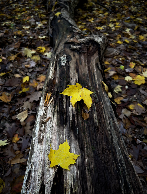Two yellow leaves