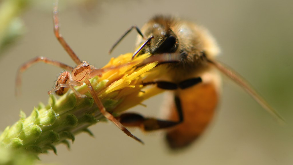 Crab Spider on Sawtooth Goldenbush -- with a Honey Bee!