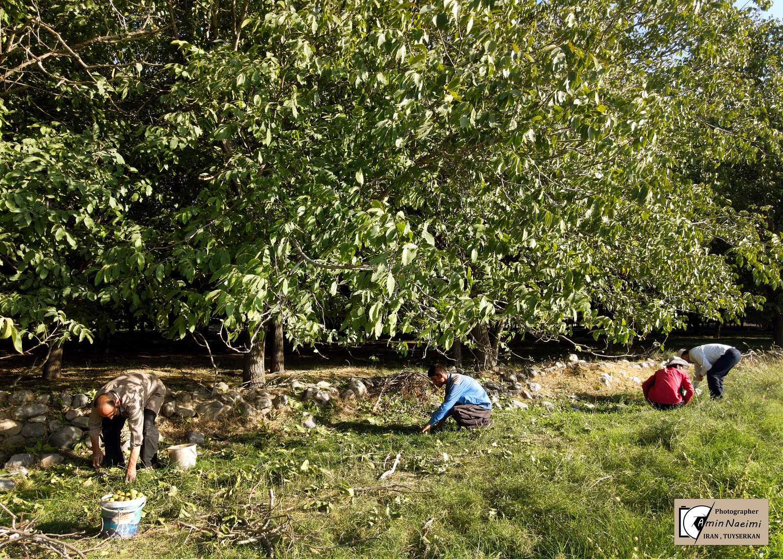 IRAN - Traditional Walnut Agricultural System in Tuyserkan, Hamedan ...