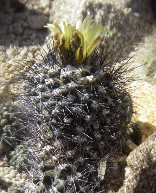 Copiapoa humilis 53304601109_3908fa7ca9_o