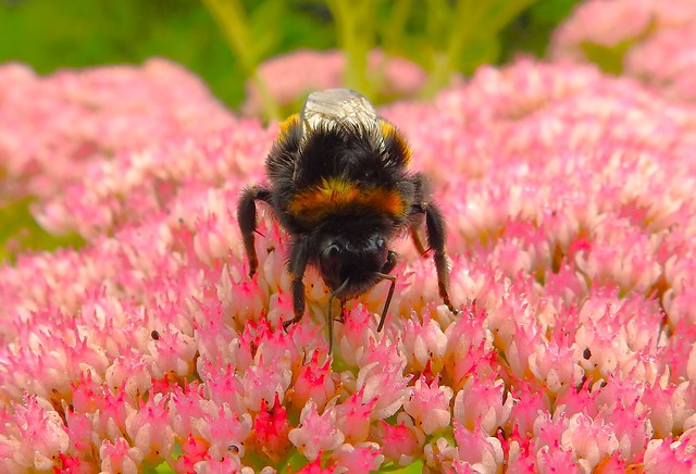 Bumble bee on Sedum