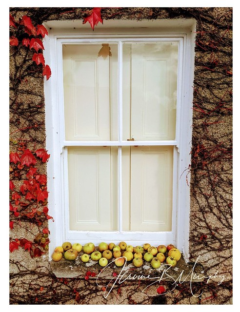 Glimpses of Ireland - Apples at the window