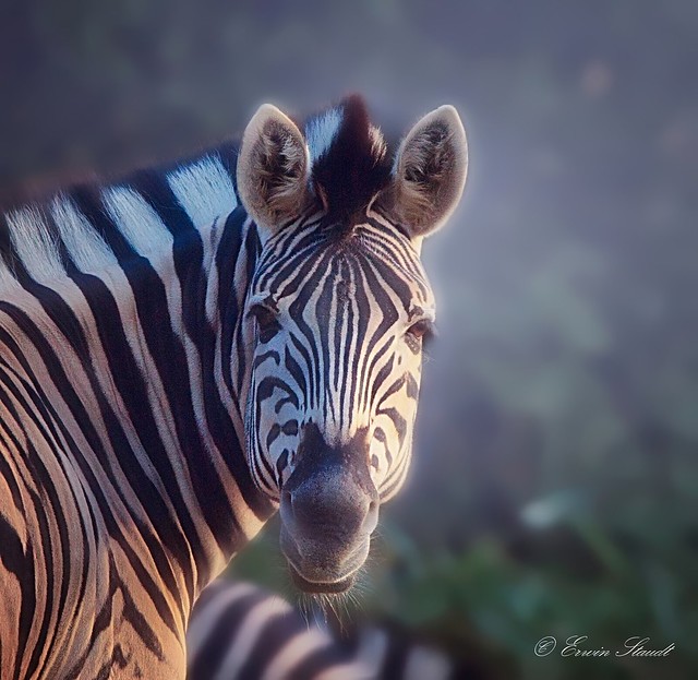 Zoo & Co. - Zebra