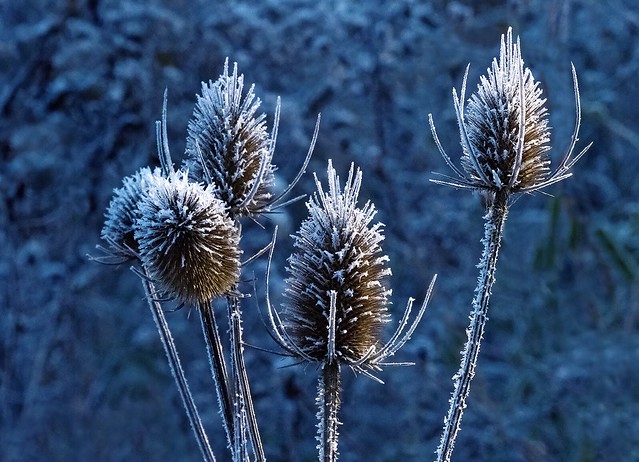 Frosty thistles