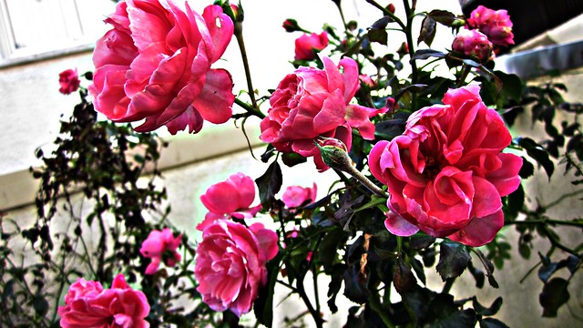 Roses my Garden 232