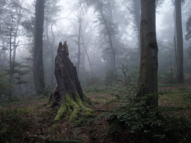 mystic_forest