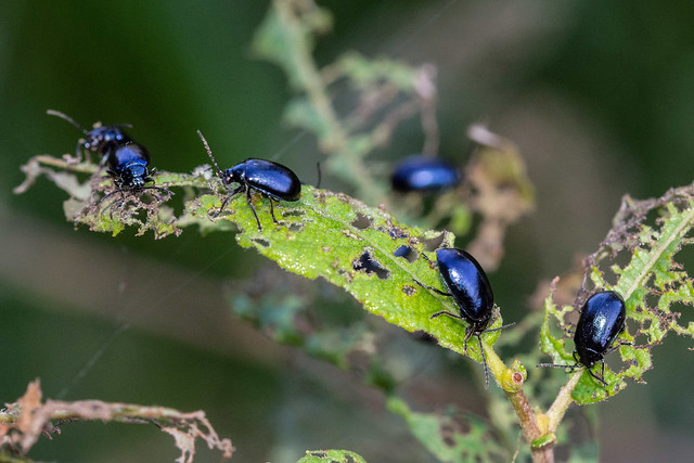 Alder Leaf Beetles - Agelastica alni 1