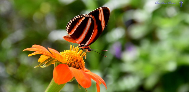 Tiger longwing (Heliconius hecale)