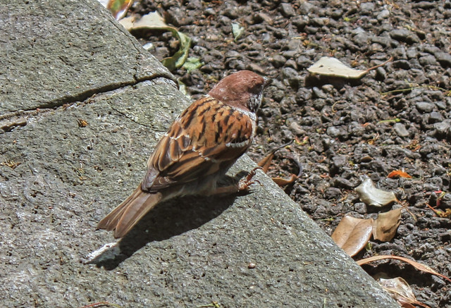 Tokyo J - Imperial Palace East Garden - Eurasian Tree Sparrow - Passer montanus
