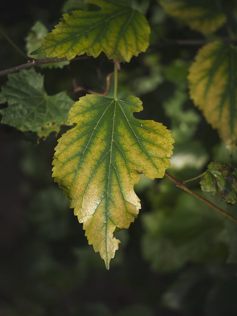 Spotlit leaf