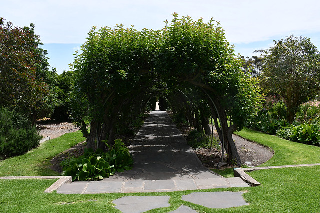 Pleached Pear Arbour planted by Lady Hayward at Carrick Hill. Springfield South Australia