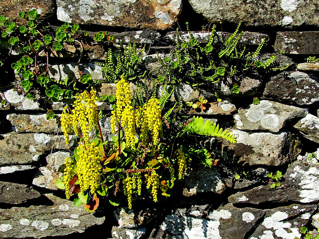 Nature's own beauty on a Lakeland wall .....