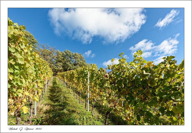 Autumn colors in the vineyards 03