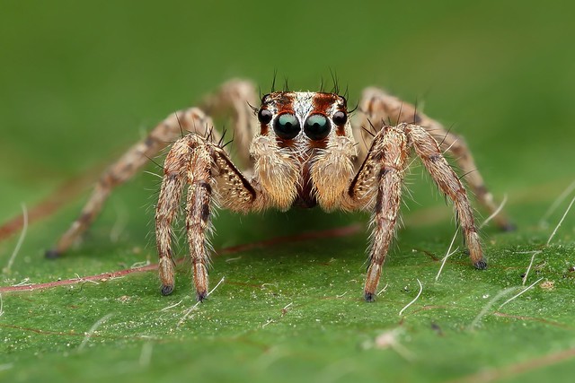 Pantropical jumping spider (Plexippus paykulli)
