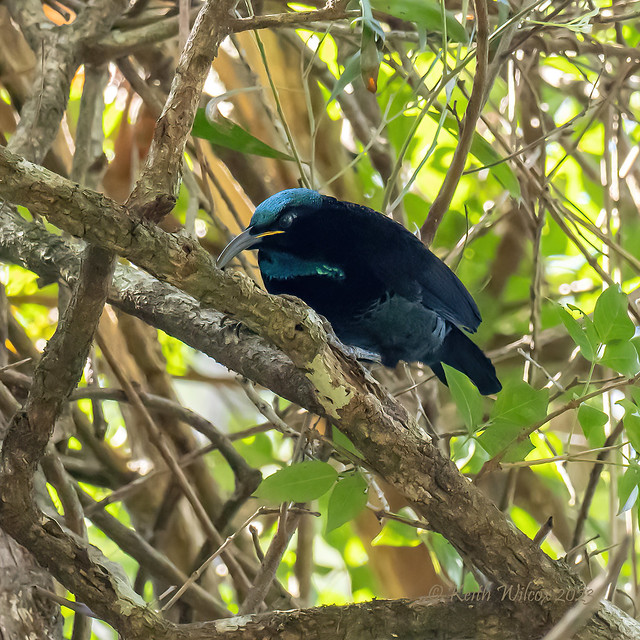 Paradise Riflebird 2 (Ptiloris paradiseus)