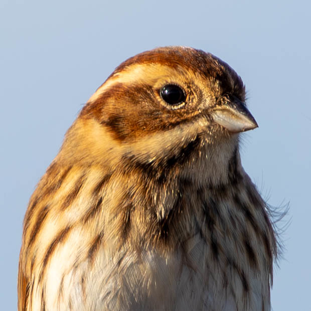 REED BUNTING