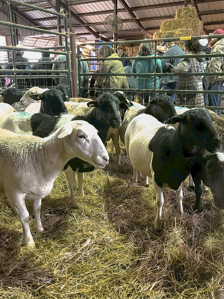 NWA Small Ruminants Field Day | Flickr